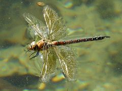 Libelle im Elbsee Düsseldorf