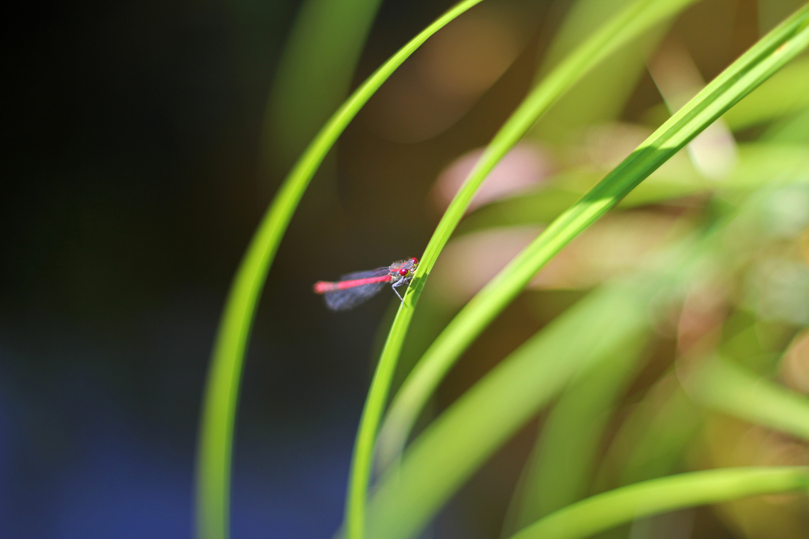 Libelle im Farbenmeer