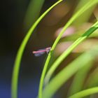 Libelle im Farbenmeer