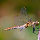 Libelle im Farbenrausch