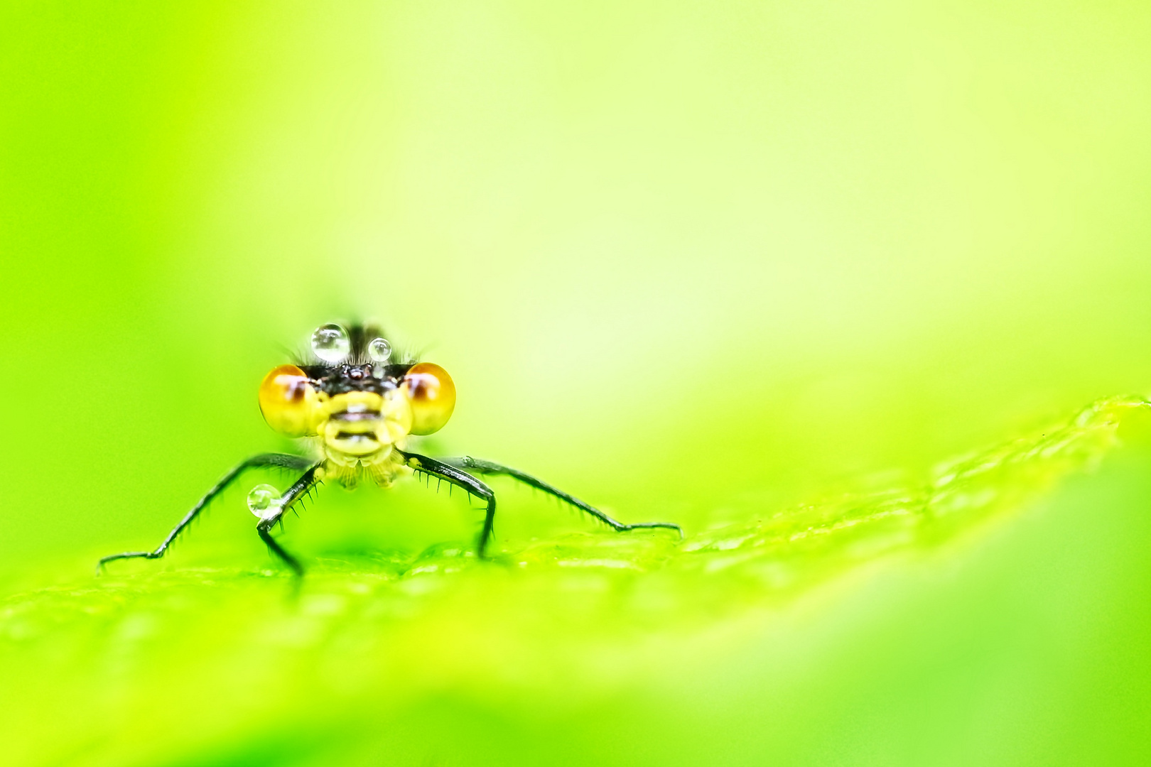 Libelle im Farbtupfer