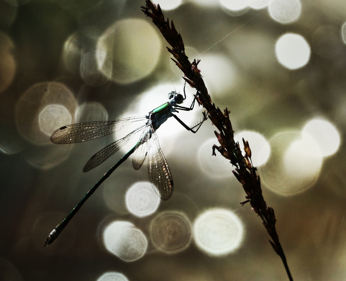 Libelle im feinen Bokeh