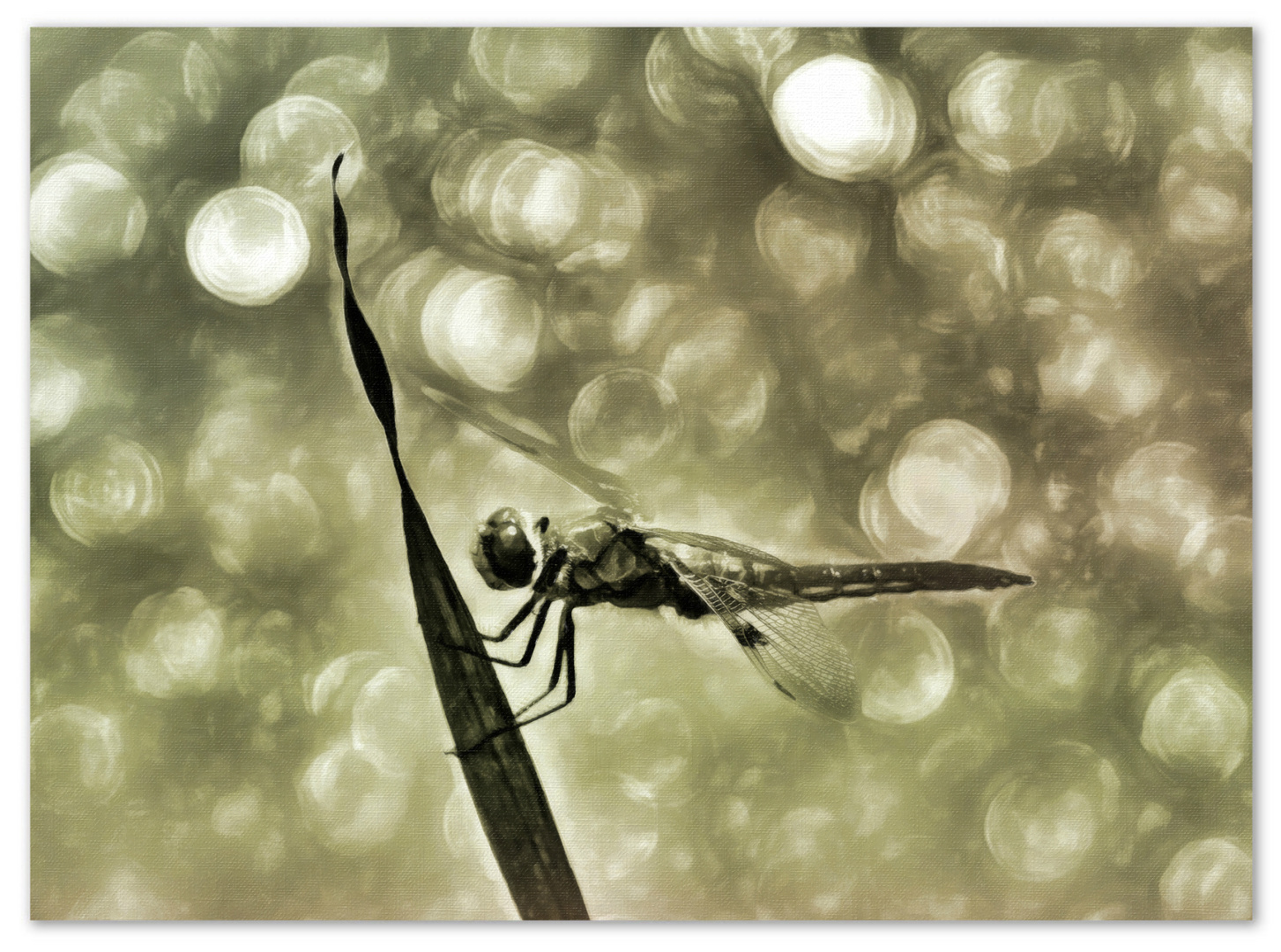 Libelle im feinen Licht - Snap Art