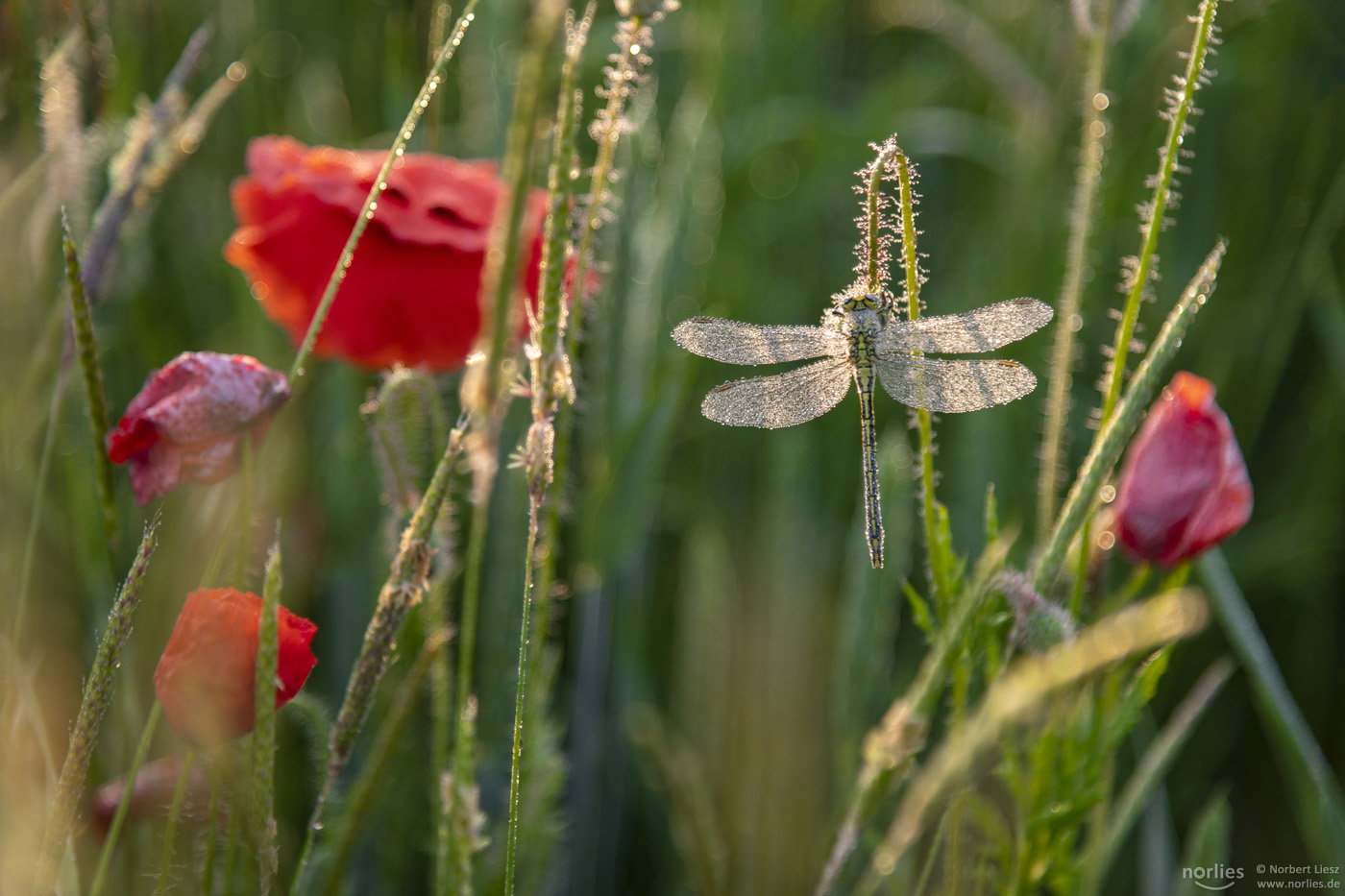 Libelle im Feld