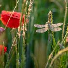 Libelle im Feld