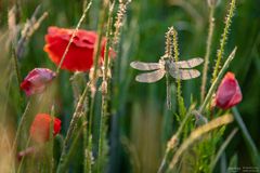 Libelle im Feld