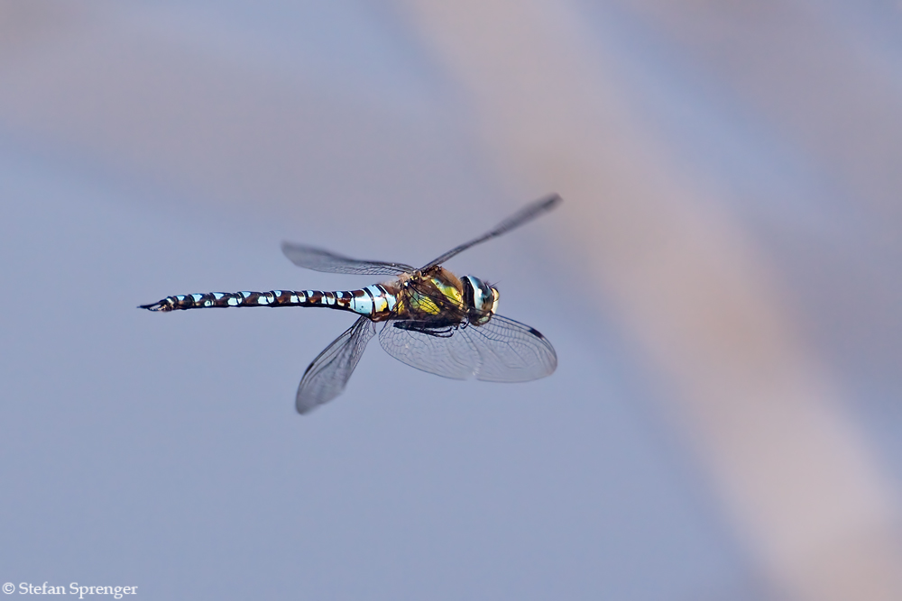 Libelle im Flug 09