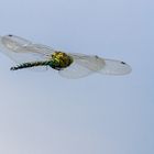 Libelle im Flug