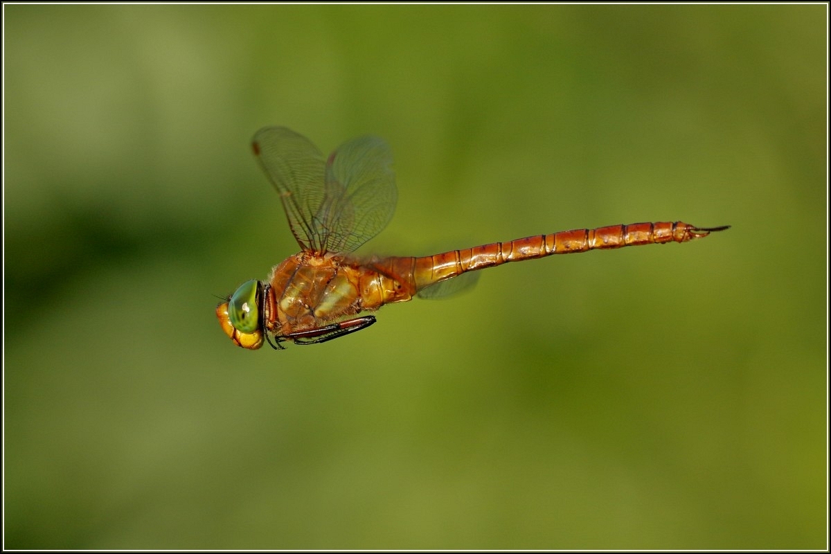 Libelle im Flug