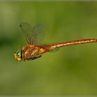 Libelle im Flug