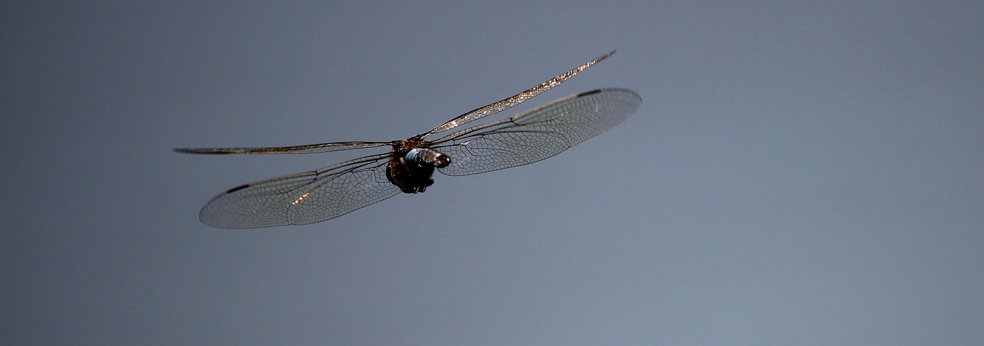 Libelle im Flug 1