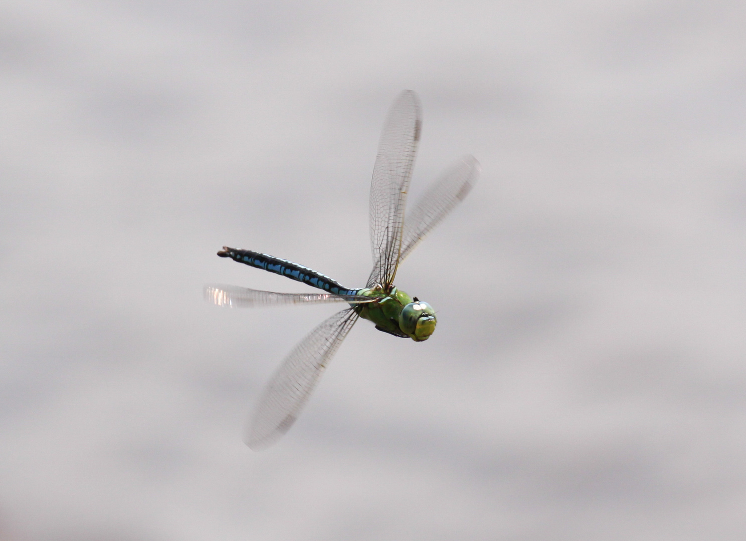 Libelle im Flug 1