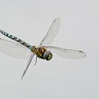 Libelle im Flug 1/10