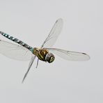 Libelle im Flug 1/10