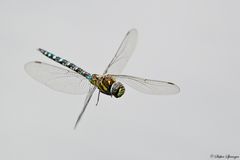 Libelle im Flug 1/10