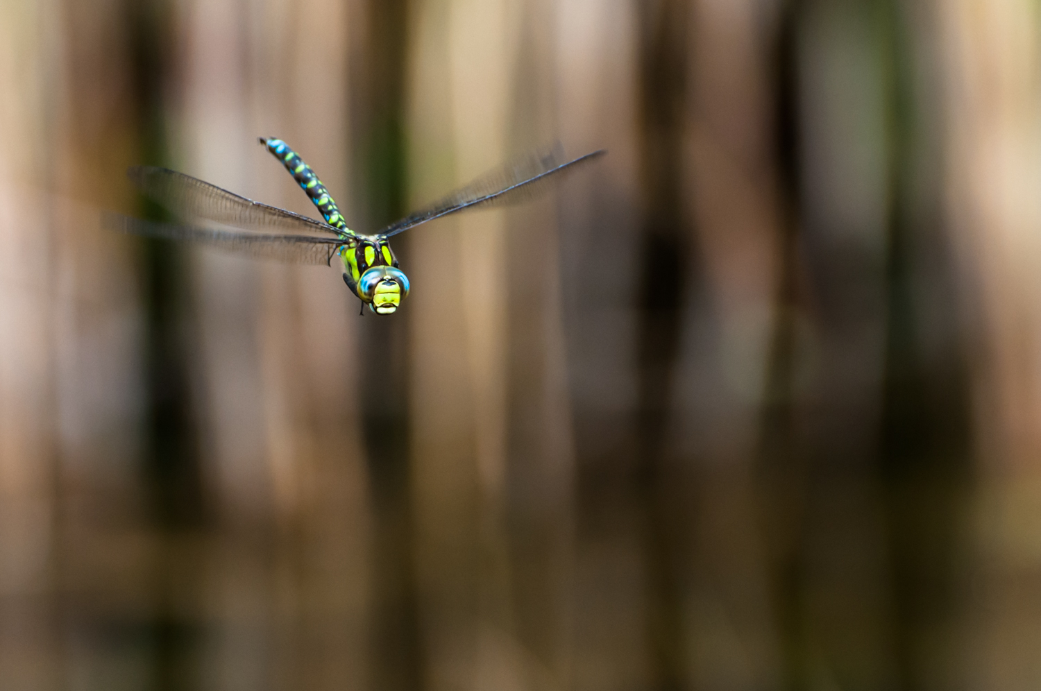 Libelle im Flug