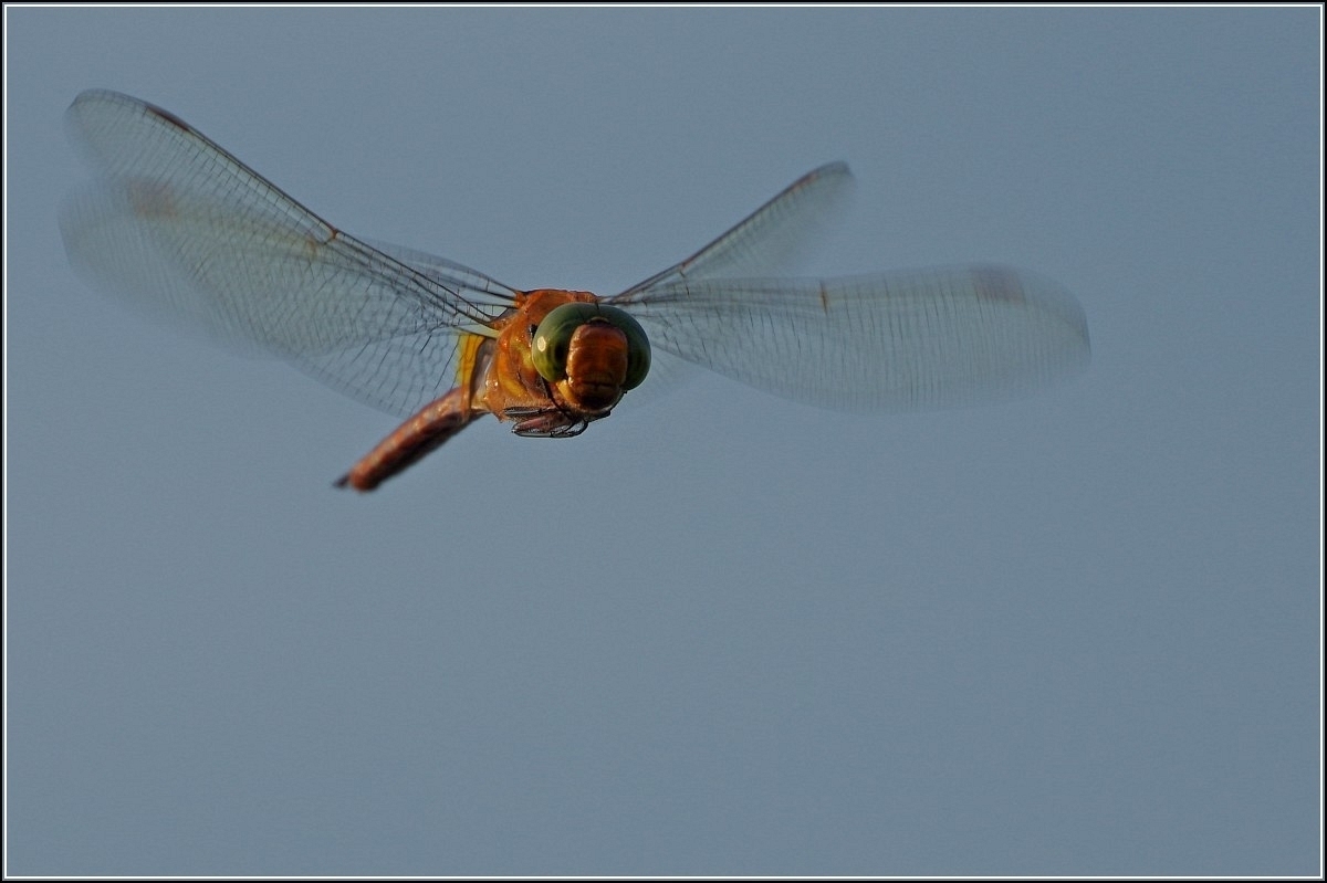 Libelle im Flug