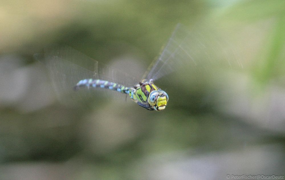 Libelle im Flug