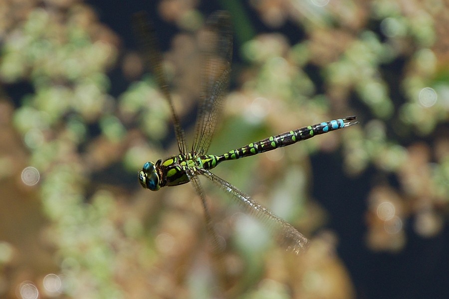 Libelle im Flug