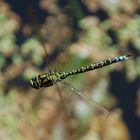 Libelle im Flug