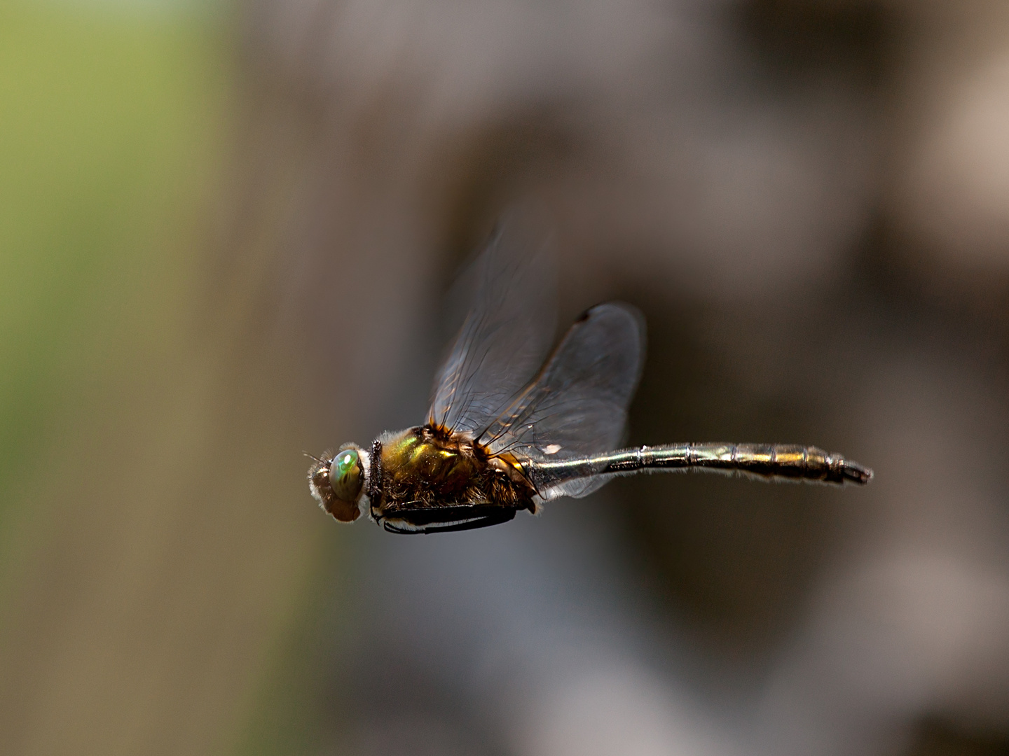 Libelle im Flug