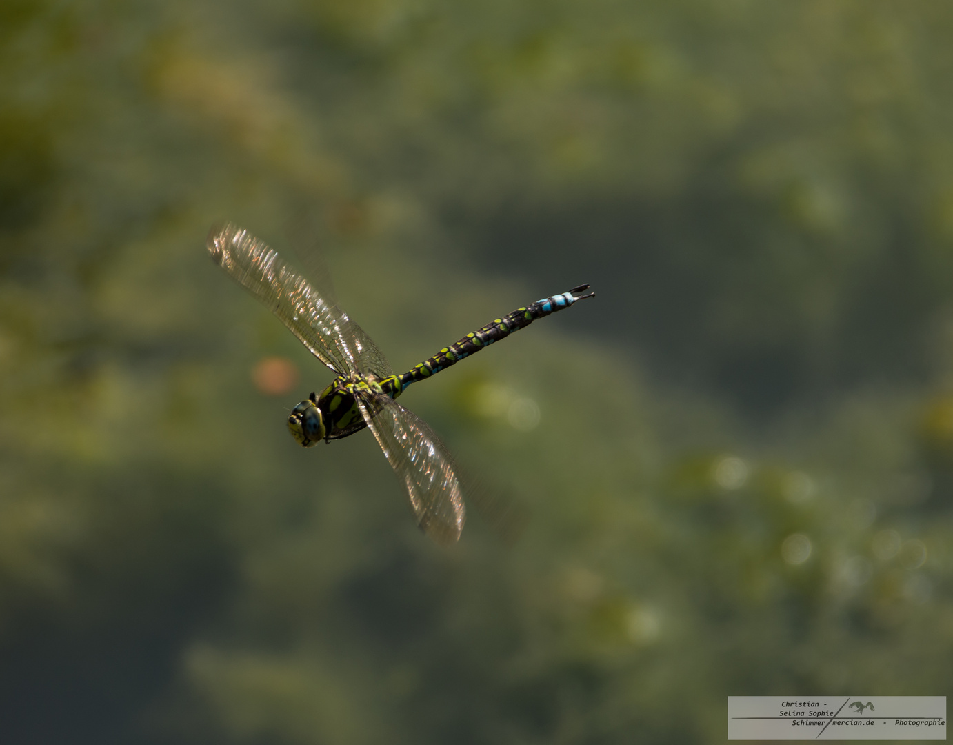 Libelle im Flug 2