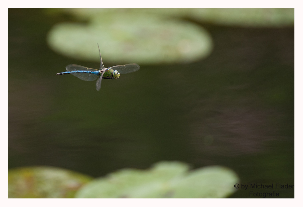 Libelle im Flug 2