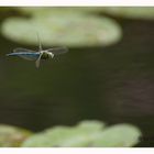 Libelle im Flug 2