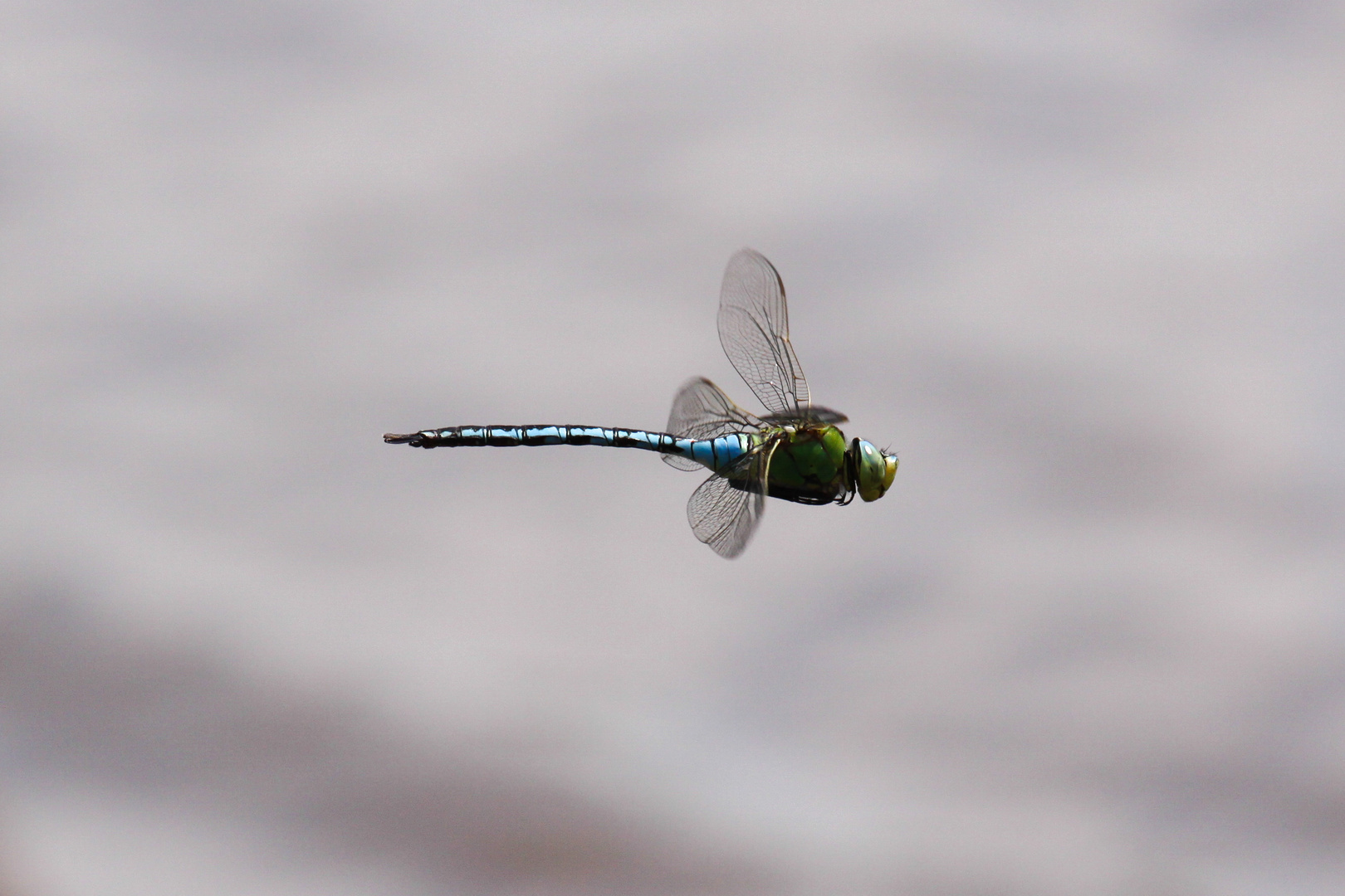 Libelle im Flug 2