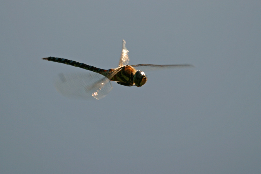 Libelle im Flug 2