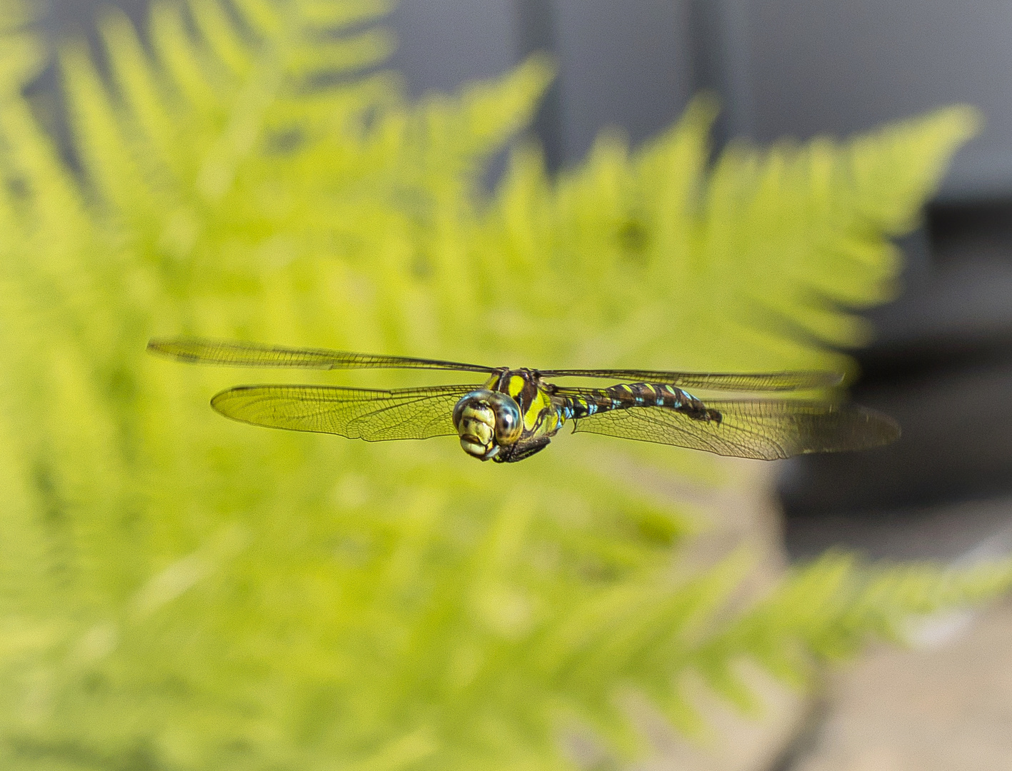 Libelle im Flug