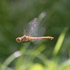 Libelle im Flug