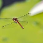 Libelle im Flug