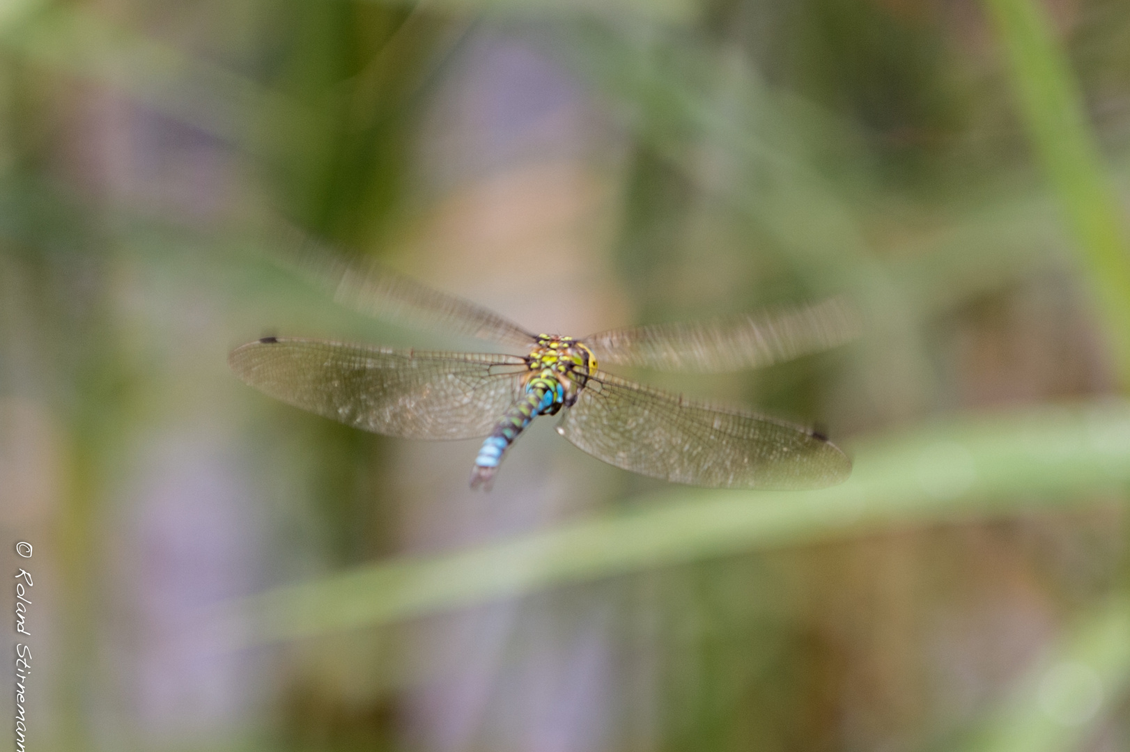 Libelle im Flug