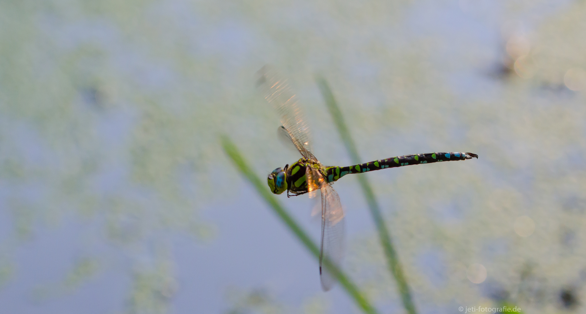 Libelle im Flug