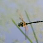 Libelle im Flug