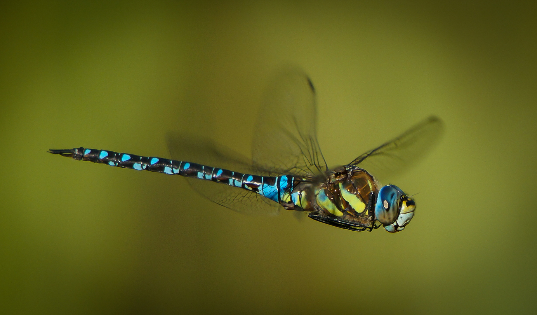 Libelle im Flug