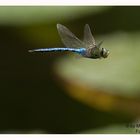 Libelle im flug