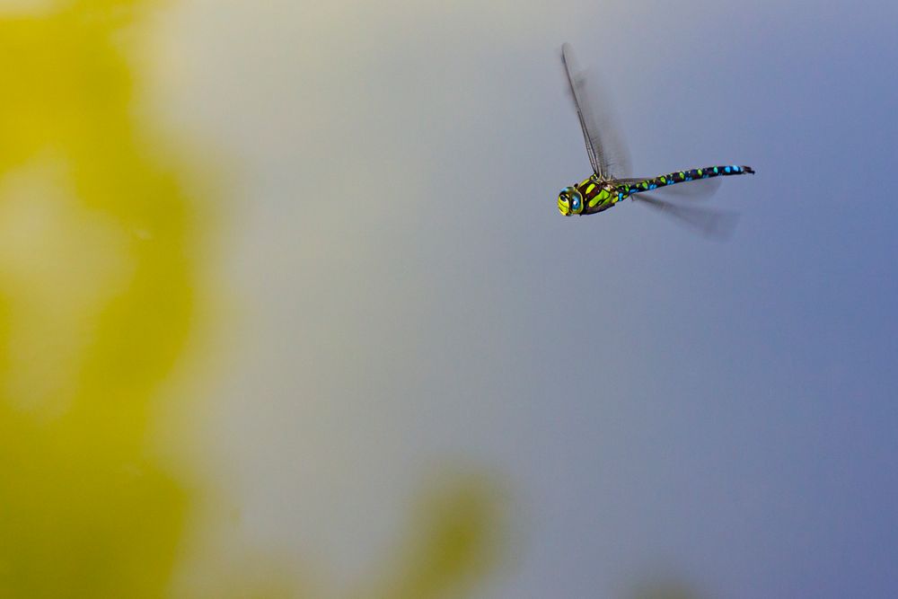 Libelle im Flug