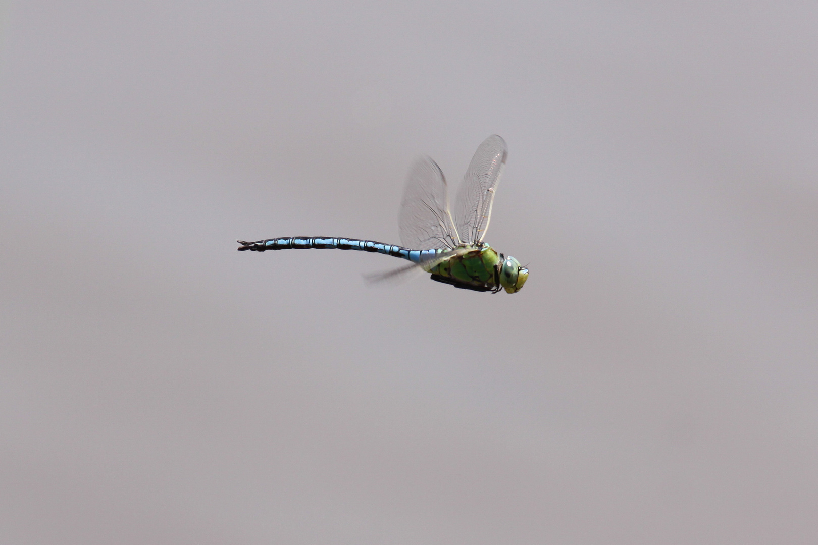 Libelle im Flug 3