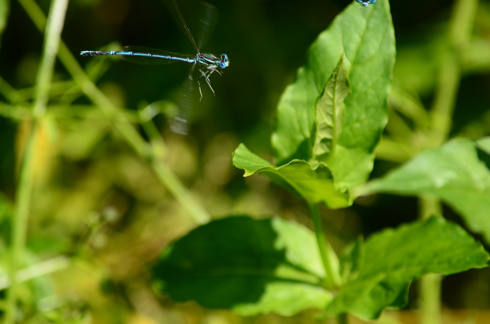 Libelle im Flug