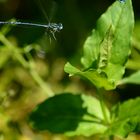 Libelle im Flug