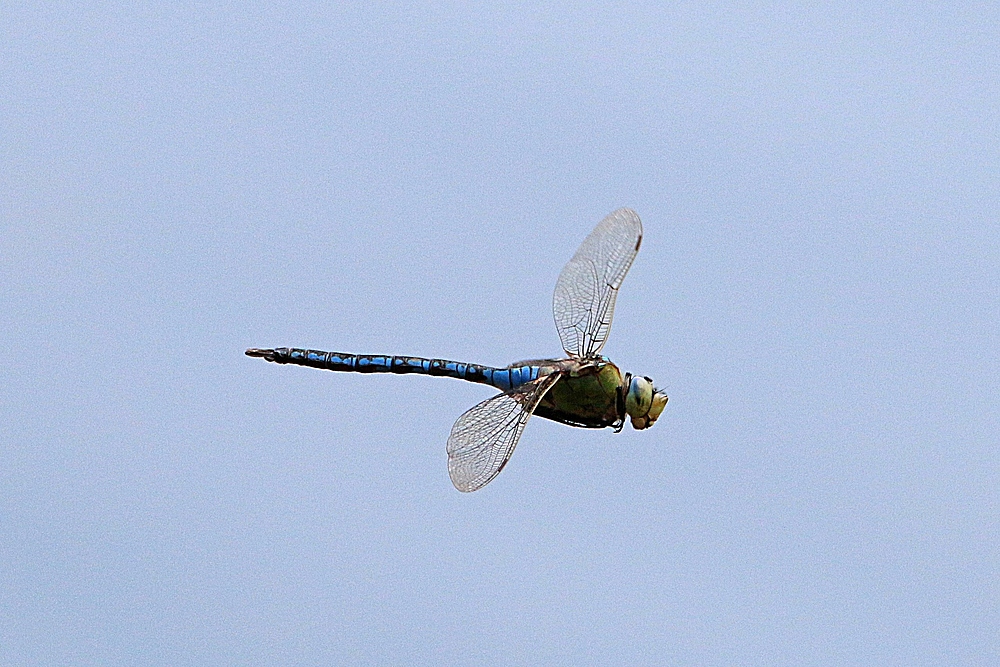 Libelle im Flug