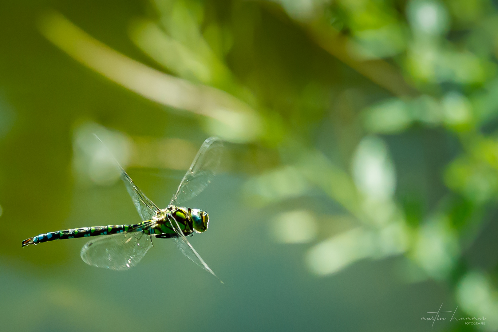 Libelle im Flug...