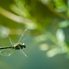 Libelle im Flug...