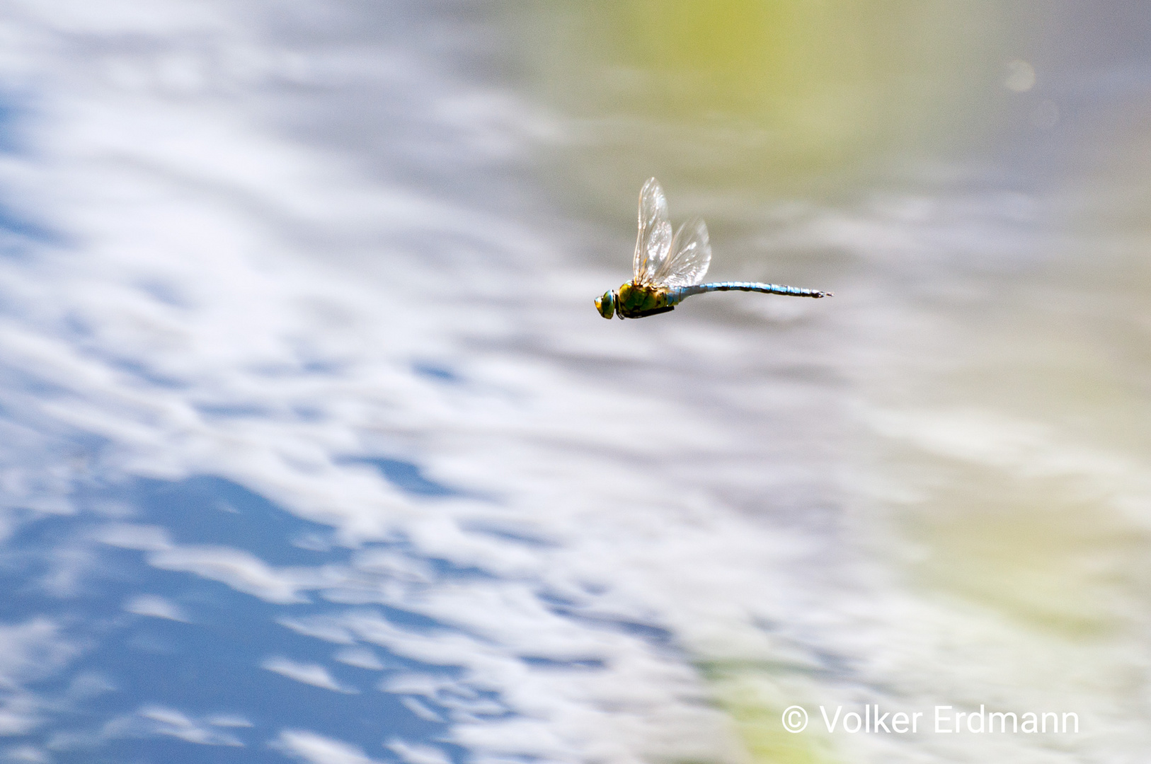 Libelle im Flug