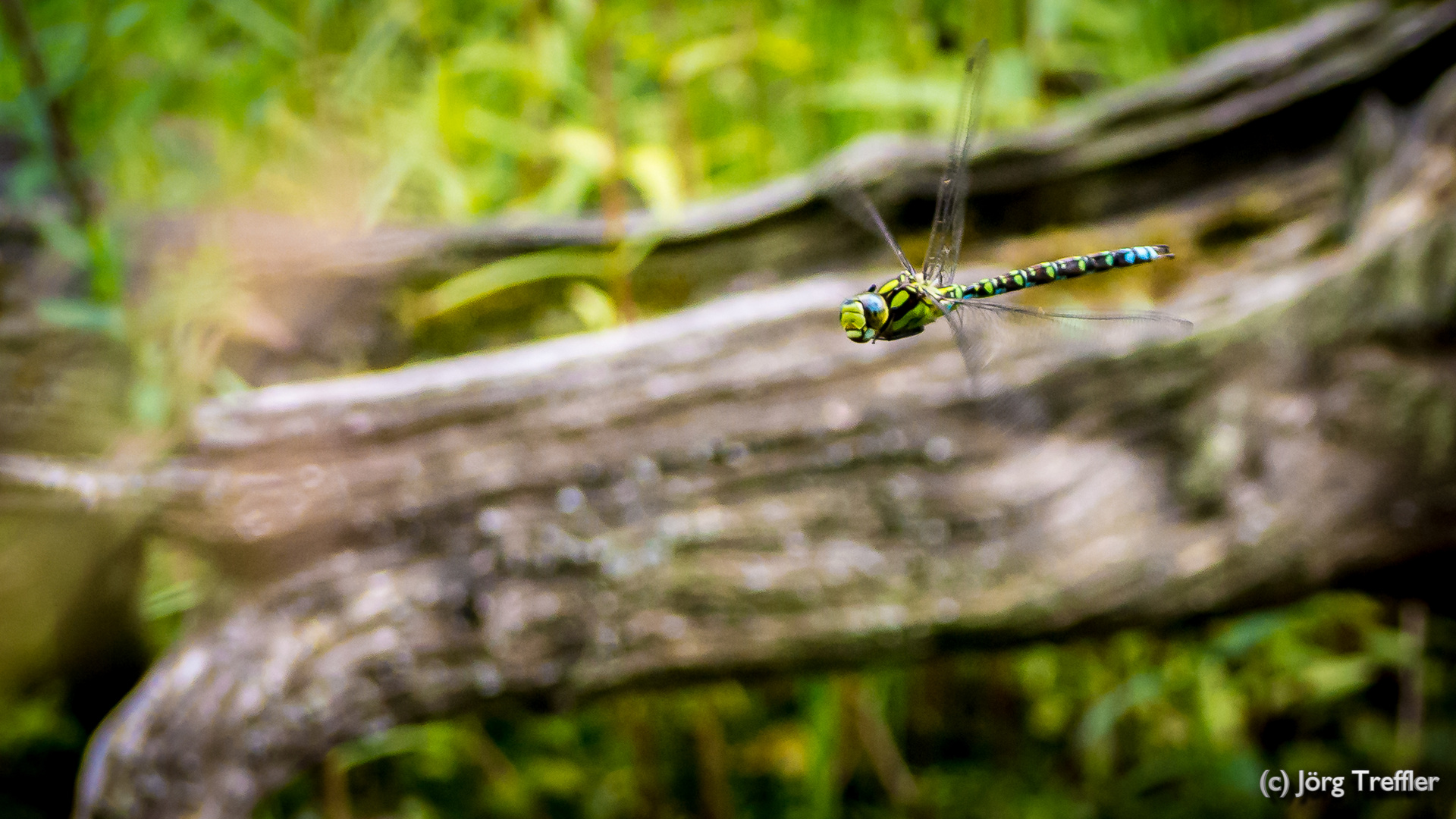 Libelle im Flug