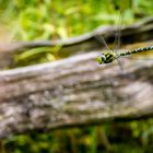 Libelle im Flug