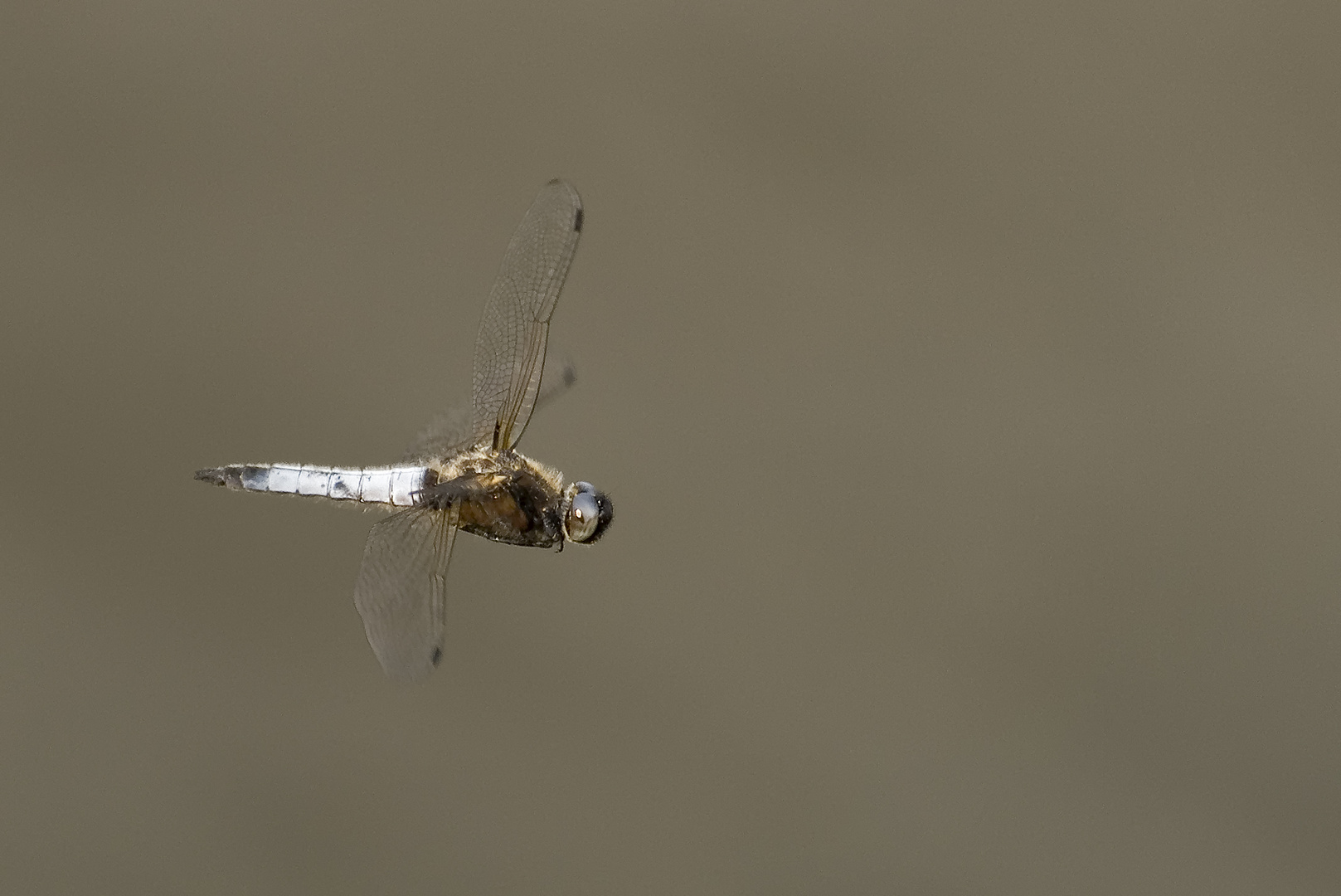 Libelle im Flug