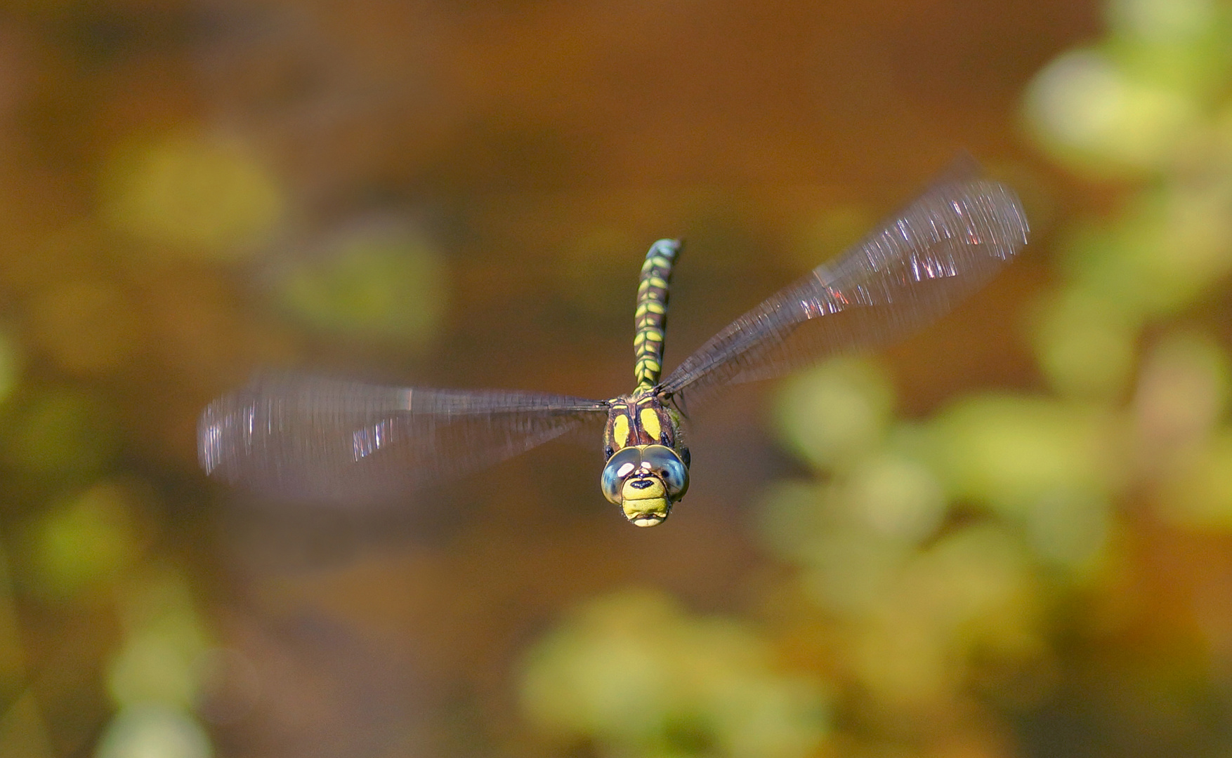 Libelle im Flug